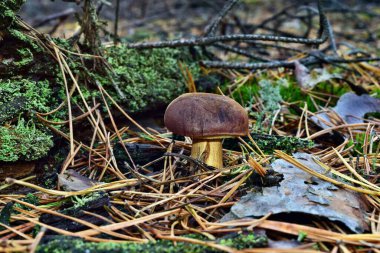 Xerocomus Badius mantarı ormanda yetişiyor.