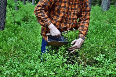 Genç adam ormanda özel bir tarakla yaban mersini topluyor.