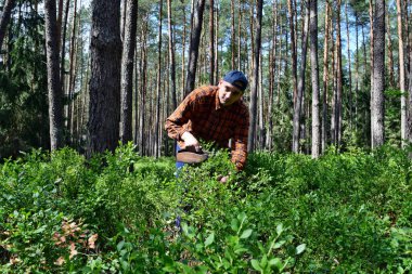 Young man collects blueberries with a special comb in the forest clipart