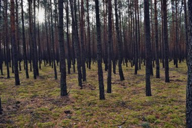 Doğa ormanında sabah güzel bir manzara.
