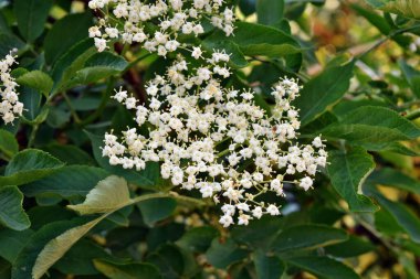 Bahçede açan taze yaşlı çiçek (Sambucus nigra)
