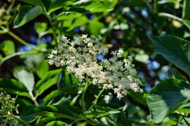 Bahçede açan taze yaşlı çiçek (Sambucus nigra)