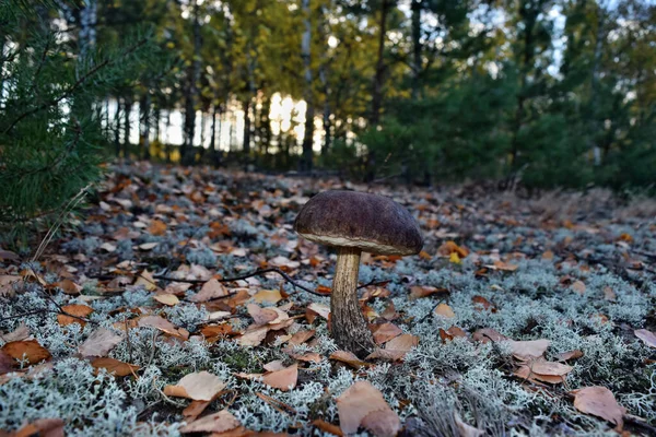 Leccinum Scabrum Mushroom Growing Forest — Stock Photo, Image