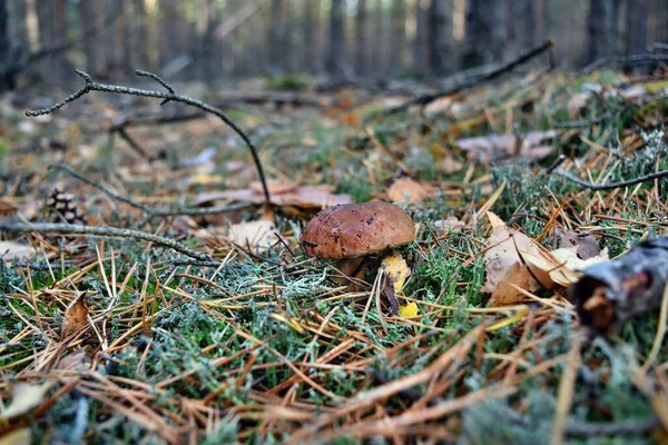 Xerocomus Badius Mushroom Growing Forest — Stock Photo, Image