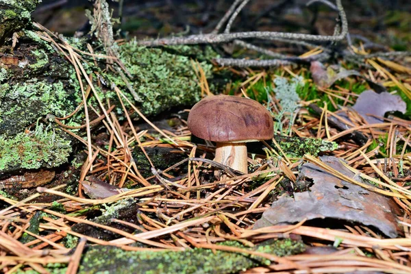 Xerocomus Badius Pilz Wächst Wald — Stockfoto