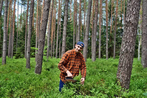 Jovem Coleta Mirtilos Com Pente Especial Floresta — Fotografia de Stock