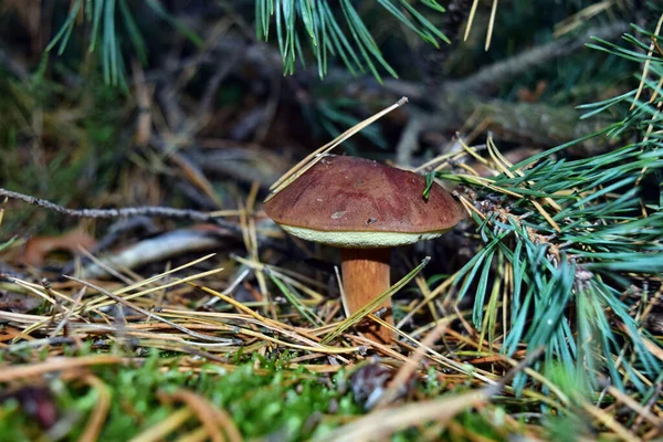 Μανιτάρι Xerocomus Badius Μεγαλώνει Στο Δάσος — Φωτογραφία Αρχείου