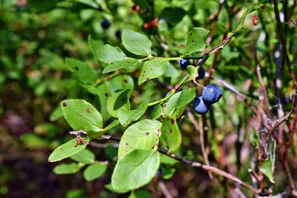 Planta Saludable Arándanos Con Frutas Maduras Bosque Soleado — Foto de Stock