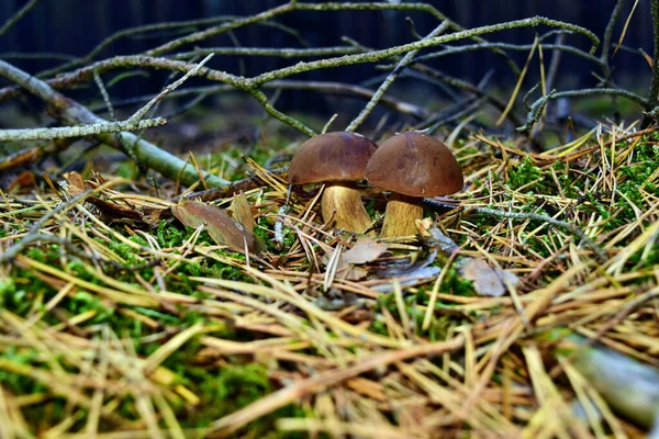 Xerocomus Badius Paddestoel Groeit Het Bos — Stockfoto