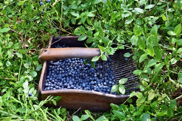 Special Comb Picking Blueberries Forest — Stock Photo, Image