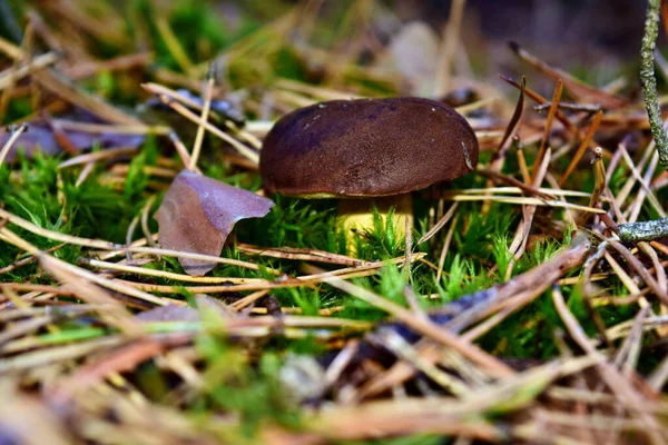 Xerocomus Badius Svamp Växer Skogen — Stockfoto