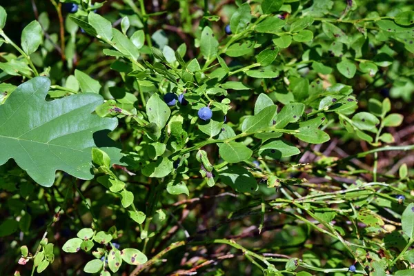 Healthy Blueberry Plant Ripe Fruits Sunny Forest — Stock Photo, Image