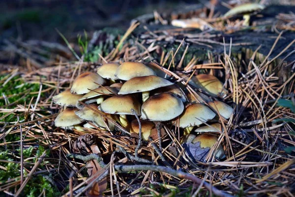 Les Champignons Hypholoma Poussent Dans Forêt — Photo