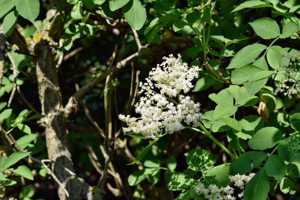 Bloeiende Vlier Sambucus Nigra Tuin — Stockfoto