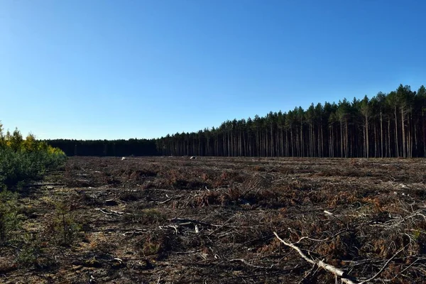 Felling Trees Forest Poland Europe — Stock Photo, Image