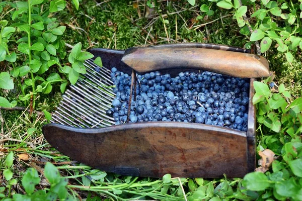 Special Comb Picking Blueberries Forest — Stock Photo, Image