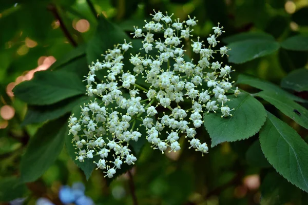 Čerstvý Bezový Květ Sambucus Nigra Kvetoucí Zahradě — Stock fotografie