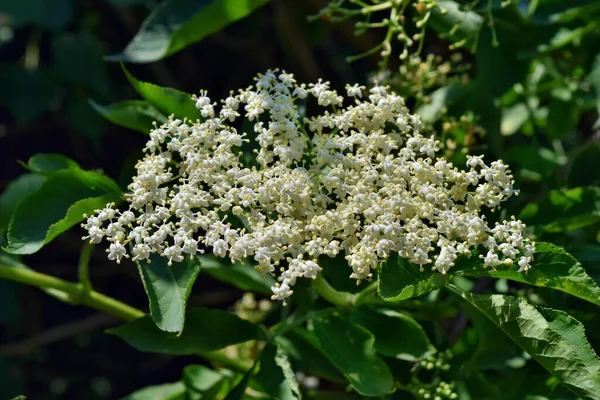 Čerstvý Bezový Květ Sambucus Nigra Kvetoucí Zahradě — Stock fotografie