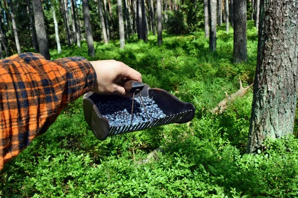 Hombre Está Recogiendo Arándanos Con Peine Especial Bosque —  Fotos de Stock