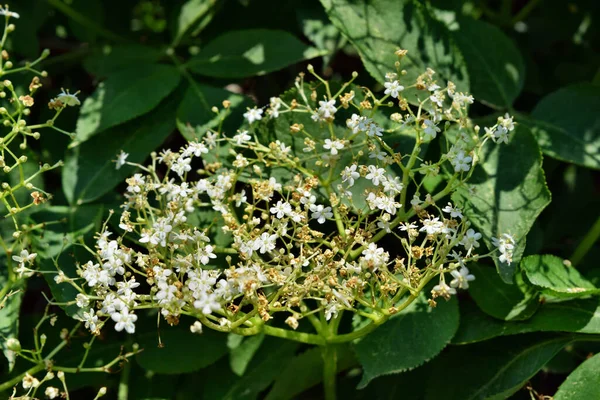 Kvetoucí Bezinka Sambucus Nigra Zahradě — Stock fotografie
