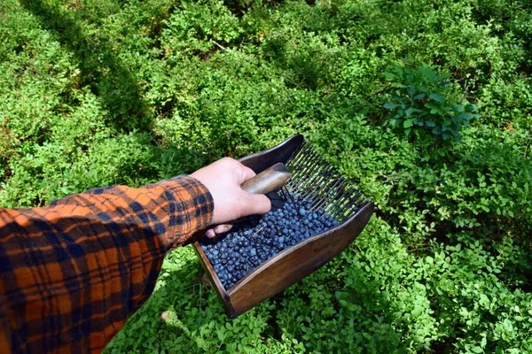 Homem Está Colhendo Mirtilos Com Pente Especial Floresta — Fotografia de Stock