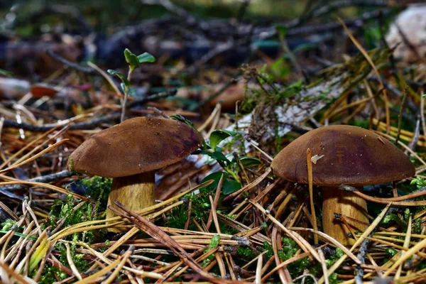 Champignon Xerocomus Badius Pousse Dans Forêt — Photo