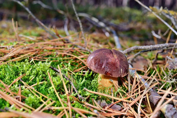 Cogumelo Xerocomus Badius Está Crescendo Floresta — Fotografia de Stock