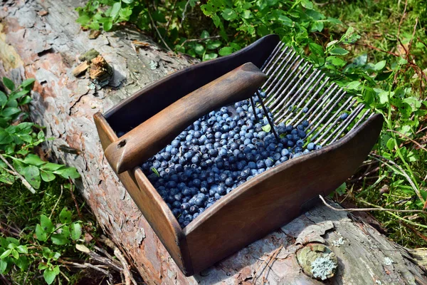 Special Comb Picking Blueberries Forest — Stock Photo, Image