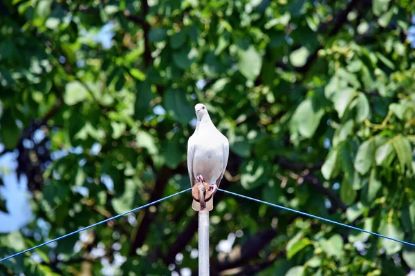 Bonitos Pombos Pássaro Telhado Dovecote — Fotografia de Stock