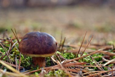 Xerocomus Badius mantarı ormanda yetişiyor.