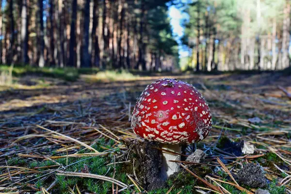 Toxic Red Mushroom Amanita Muscaria Growing Forest — Stock Photo, Image
