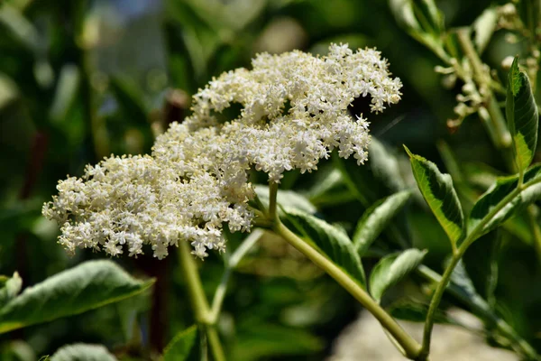 Blooming Elderflower Sambucus Nigra Garden — Stock Photo, Image