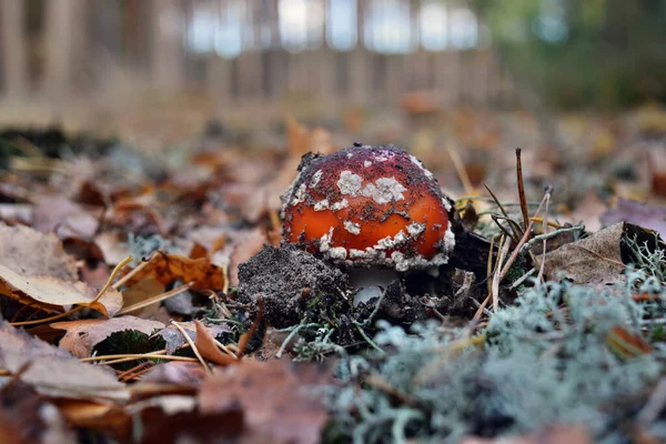 Ormanda zehirli kırmızı mantar amanita muscaria yetişiyor.