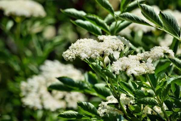 Bahçede çiçek açan yaşlı çiçek (Sambucus nigra)