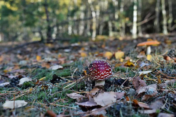 Ormanda zehirli kırmızı mantar amanita muscaria yetişiyor.