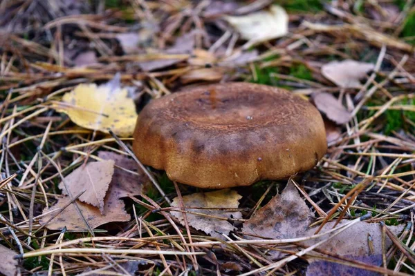 Giftige Paddenstoel Paxillus Involutus Groeit Het Bos — Stockfoto