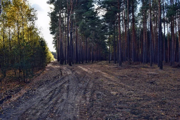 Way Forest Poland Europe — Stock Photo, Image