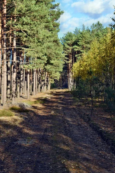 Camino Bosque Polonia Europa —  Fotos de Stock