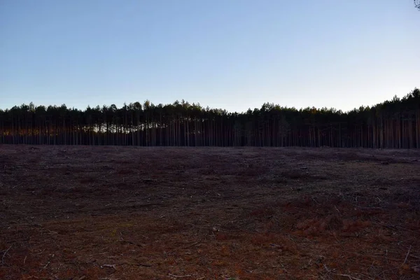 Abattage Arbres Dans Forêt Pologne Europe — Photo