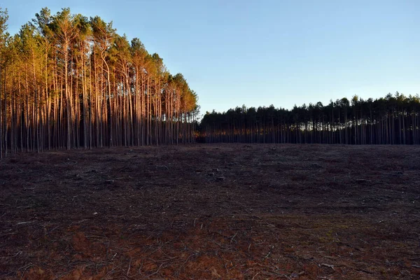 Tala Árboles Bosque Polonia Europa —  Fotos de Stock