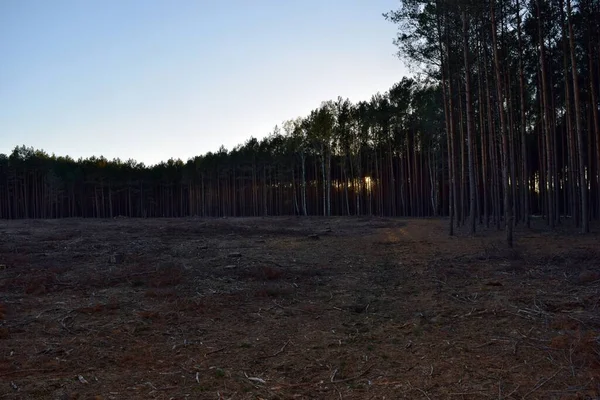 Felling Trees Forest Poland Europe — Stock Photo, Image