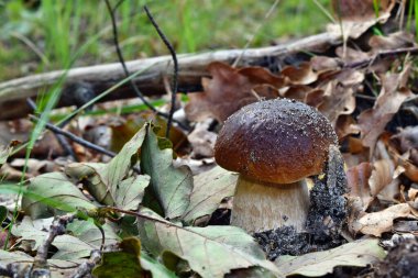 Boletus edulis yenilebilir mantarı ormanda yetişiyor.
