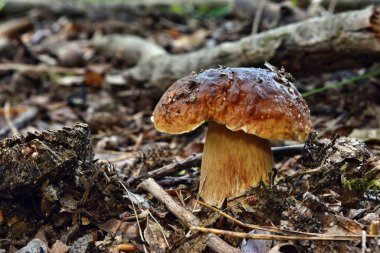 Boletus edulis yenilebilir mantarı ormanda yetişiyor.