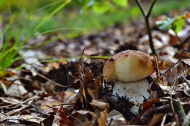 Boletus edulis yenilebilir mantarı ormanda yetişiyor.