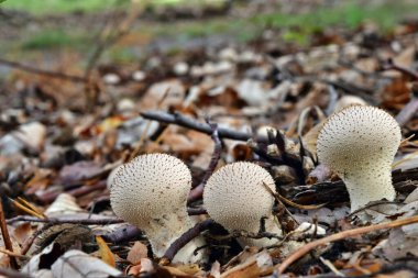 Ormanda yetişen iki Lycoperdon perlatum mantarı.