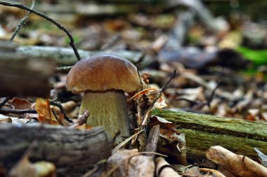 Boletus edulis yenilebilir mantarı ormanda yetişiyor.