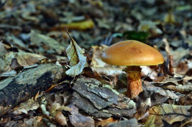  Ormanda yenilebilir mantar suillus grevillei