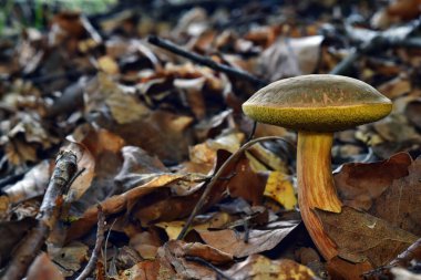 Ormanda büyüyen Boletus xerocomus subtomentosus