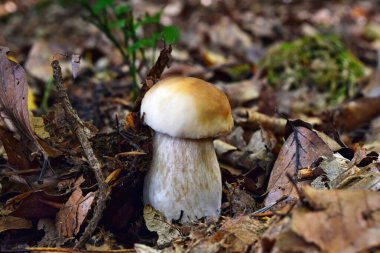 Boletus edulis yenilebilir mantarı ormanda yetişiyor.
