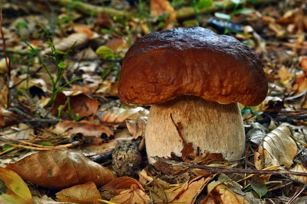 Boletus Edulis Champignon Comestible Pousse Dans Forêt — Photo